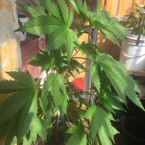 Whidak47[SXL141] growlog timeline photo