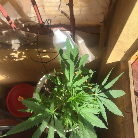 San Fernando vallaey og cush (SRB821) growlog timeline photo