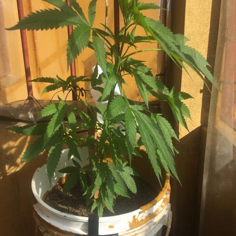San Fernando vallaey og cush (SRB821) growlog timeline photo