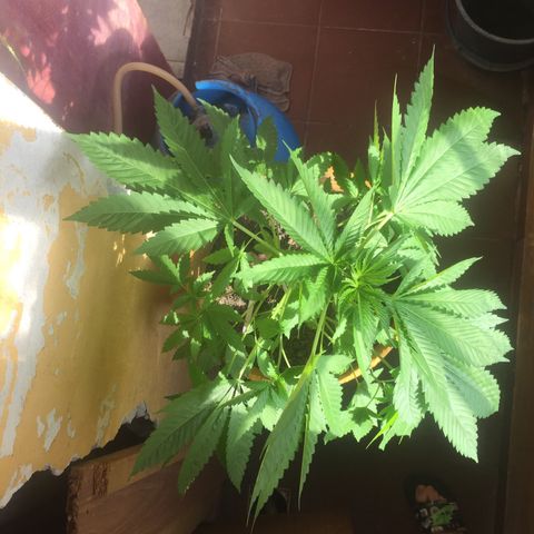 Whidak47[SXL141] growlog timeline photo