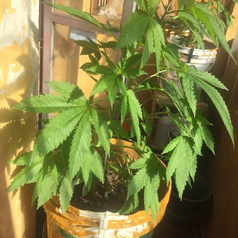 Whidak47[SXL141] growlog timeline photo