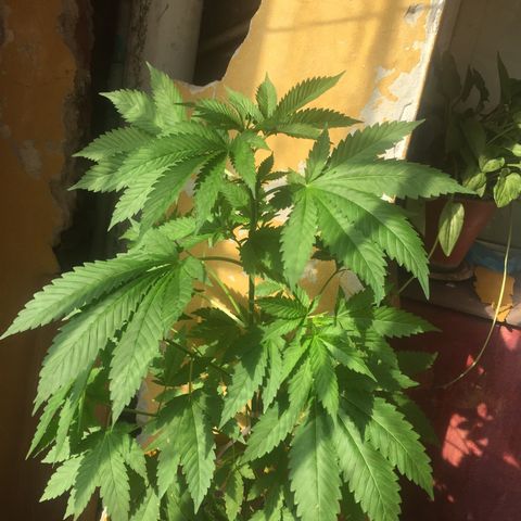 Whidak47[SXL141] growlog timeline photo