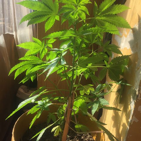 Whidak47[SXL141] growlog timeline photo