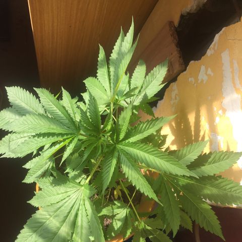Whidak47[SXL141] growlog timeline photo