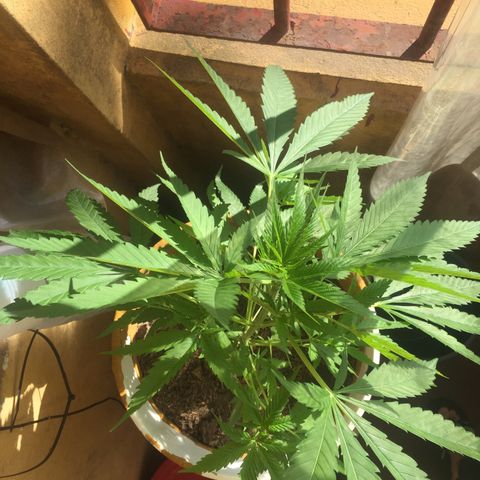 San Fernando vallaey og cush (SRB821) growlog timeline photo