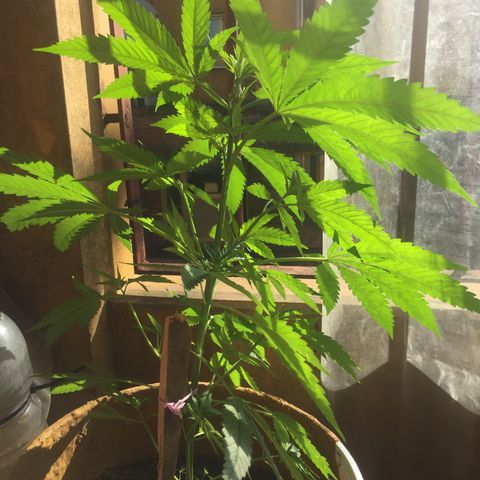 San Fernando vallaey og cush (SRB821) growlog timeline photo