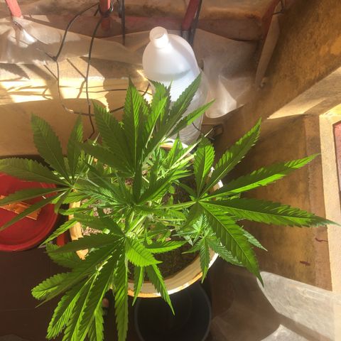San Fernando vallaey og cush (SRB821) growlog timeline photo