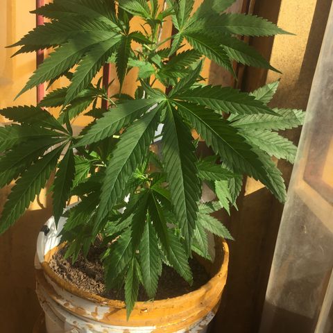 San Fernando vallaey og cush (SRB821) growlog timeline photo