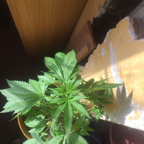 Whidak47[SXL141] growlog timeline photo