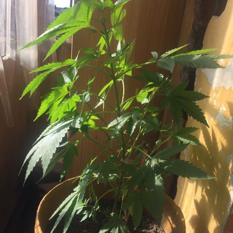 Whidak47[SXL141] growlog timeline photo
