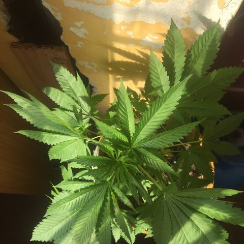 Whidak47[SXL141] growlog timeline photo