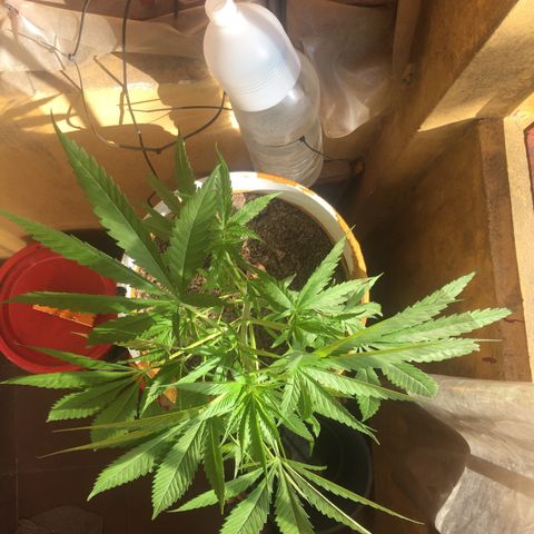 San Fernando vallaey og cush (SRB821) growlog timeline photo