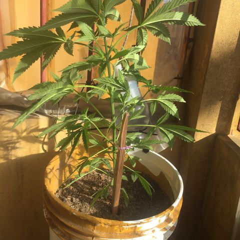 San Fernando vallaey og cush (SRB821) growlog timeline photo