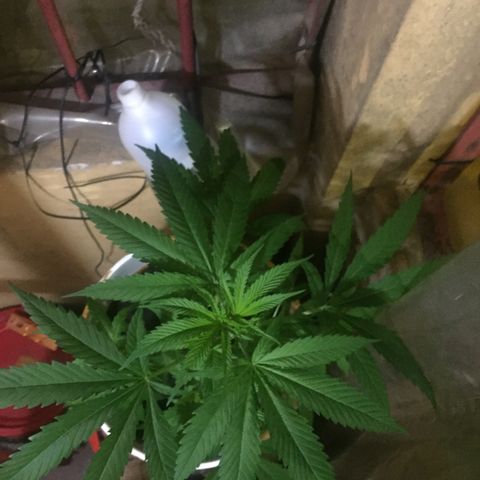 San Fernando vallaey og cush (SRB821) growlog timeline photo