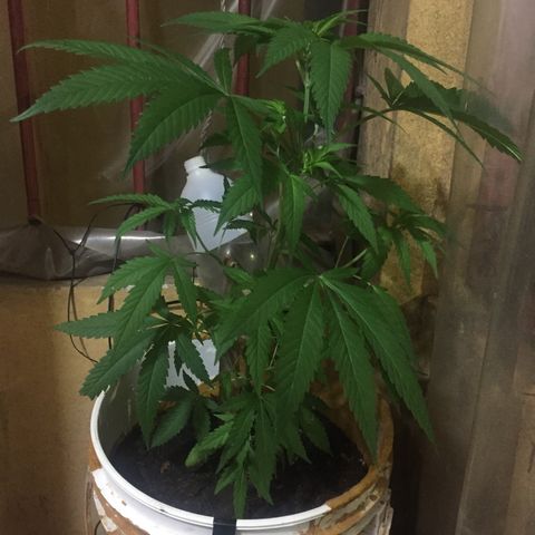 San Fernando vallaey og cush (SRB821) growlog timeline photo