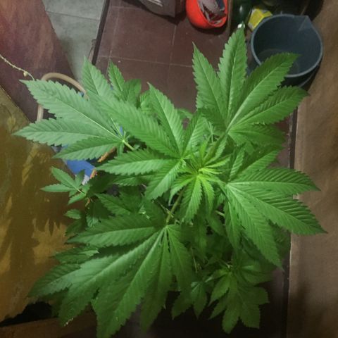 Whidak47[SXL141] growlog timeline photo