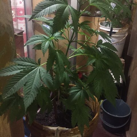 Whidak47[SXL141] growlog timeline photo