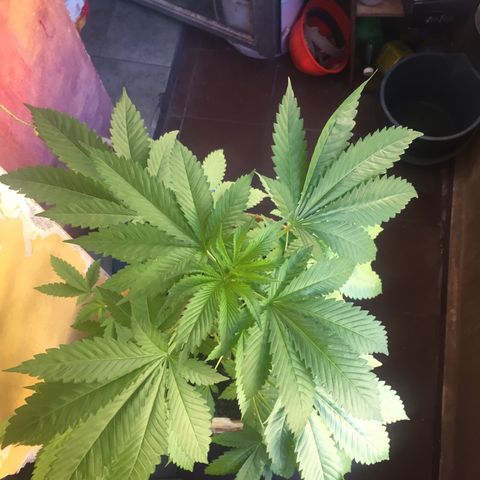 Whidak47[SXL141] growlog timeline photo