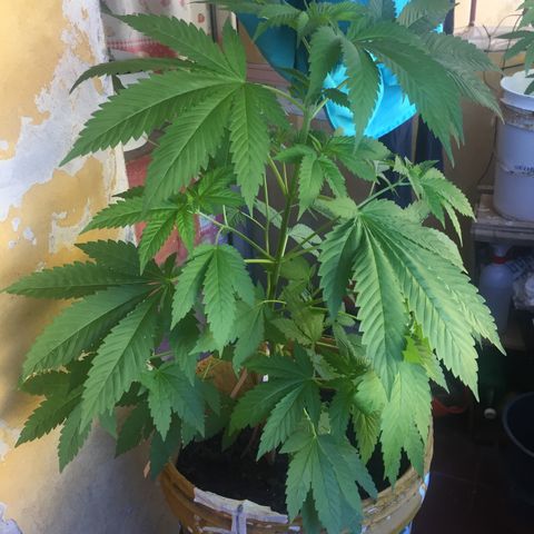 Whidak47[SXL141] growlog timeline photo