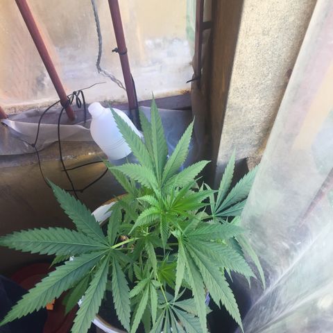 San Fernando vallaey og cush (SRB821) growlog timeline photo