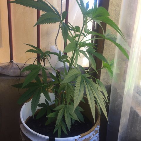 San Fernando vallaey og cush (SRB821) growlog timeline photo