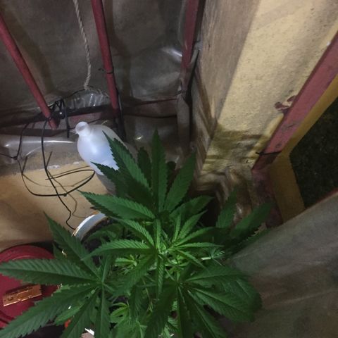 San Fernando vallaey og cush (SRB821) growlog timeline photo