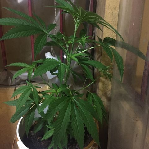 San Fernando vallaey og cush (SRB821) growlog timeline photo