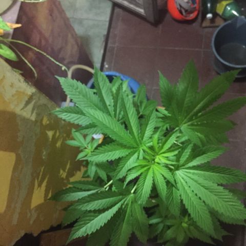 Whidak47[SXL141] growlog timeline photo