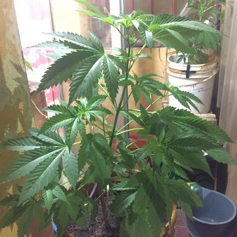 Whidak47[SXL141] growlog timeline photo
