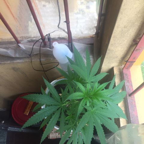 San Fernando vallaey og cush (SRB821) growlog timeline photo