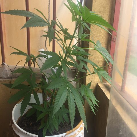 San Fernando vallaey og cush (SRB821) growlog timeline photo