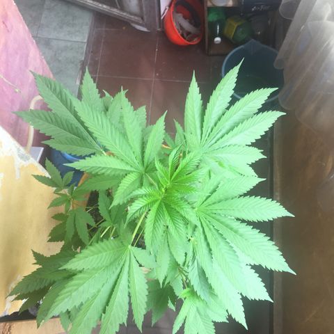 Whidak47[SXL141] growlog timeline photo