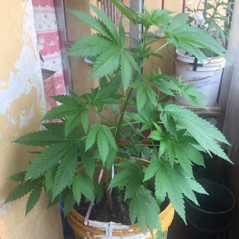 Whidak47[SXL141] growlog timeline photo