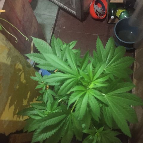 Whidak47[SXL141] growlog timeline photo