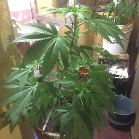 Whidak47[SXL141] growlog timeline photo