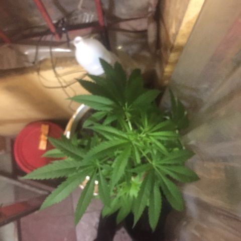 San Fernando vallaey og cush (SRB821) growlog timeline photo