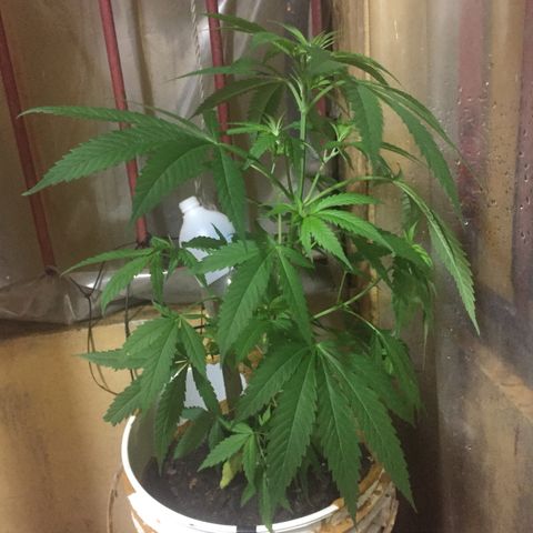 San Fernando vallaey og cush (SRB821) growlog timeline photo