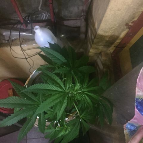 San Fernando vallaey og cush (SRB821) growlog timeline photo