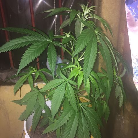 San Fernando vallaey og cush (SRB821) growlog timeline photo