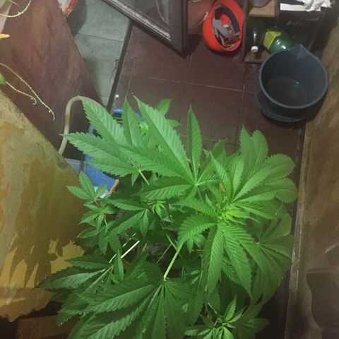 Whidak47[SXL141] growlog timeline photo