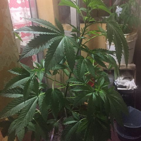 Whidak47[SXL141] growlog timeline photo