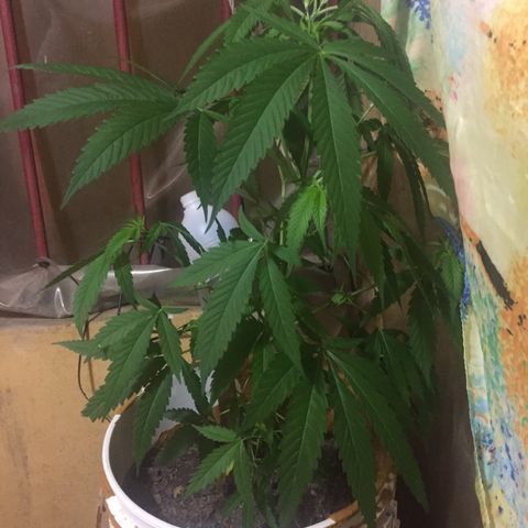 San Fernando vallaey og cush (SRB821) growlog timeline photo