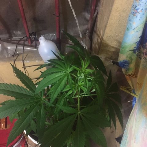 San Fernando vallaey og cush (SRB821) growlog timeline photo