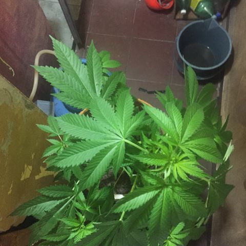 Whidak47[SXL141] growlog timeline photo