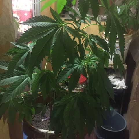 Whidak47[SXL141] growlog timeline photo