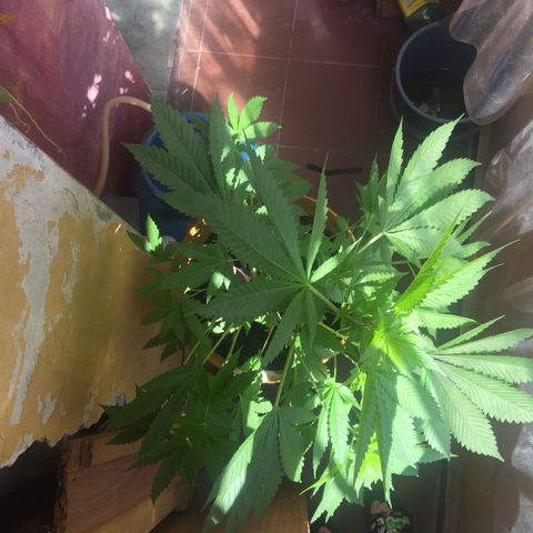 Whidak47[SXL141] growlog timeline photo