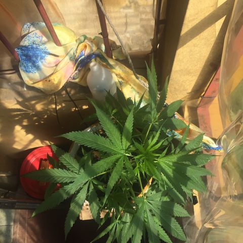 San Fernando vallaey og cush (SRB821) growlog timeline photo