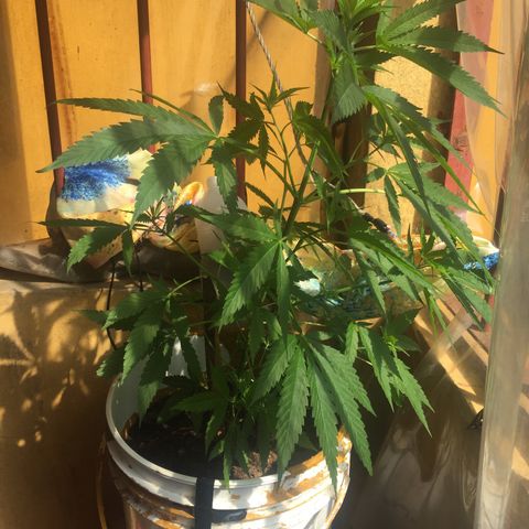 San Fernando vallaey og cush (SRB821) growlog timeline photo