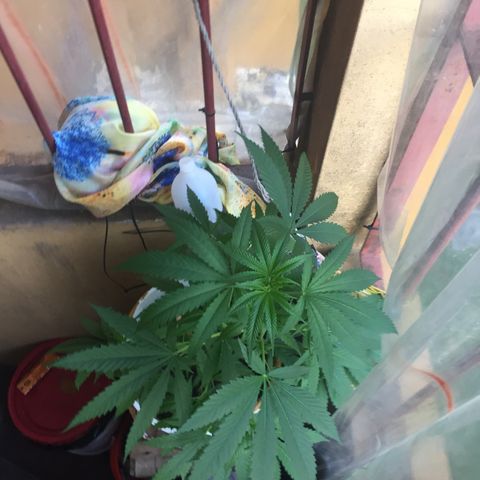 San Fernando vallaey og cush (SRB821) growlog timeline photo
