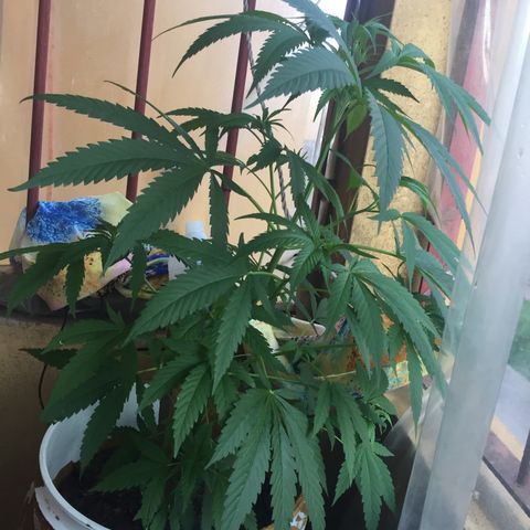 San Fernando vallaey og cush (SRB821) growlog timeline photo